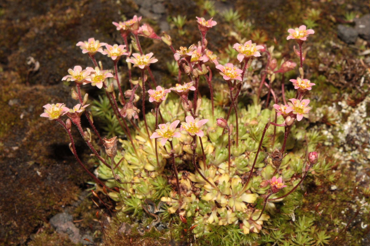 Saxifraga exarata subsp. moschata / Sassifraga muschiata